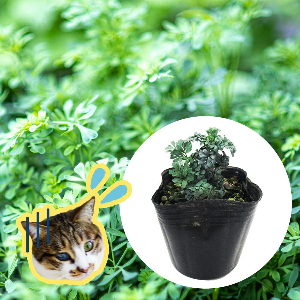 休止中　速達ヘンルーダ　ルー　ハーブ　ポットごと苗　猫よけ　宿根草　アゲハ餌 Amazon.co.jp: 「 ルー 苗 （ ヘンルーダ ）」【3株】9cmポット 苗 猫